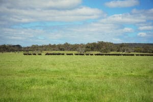 grazed-valley-beef-farmers