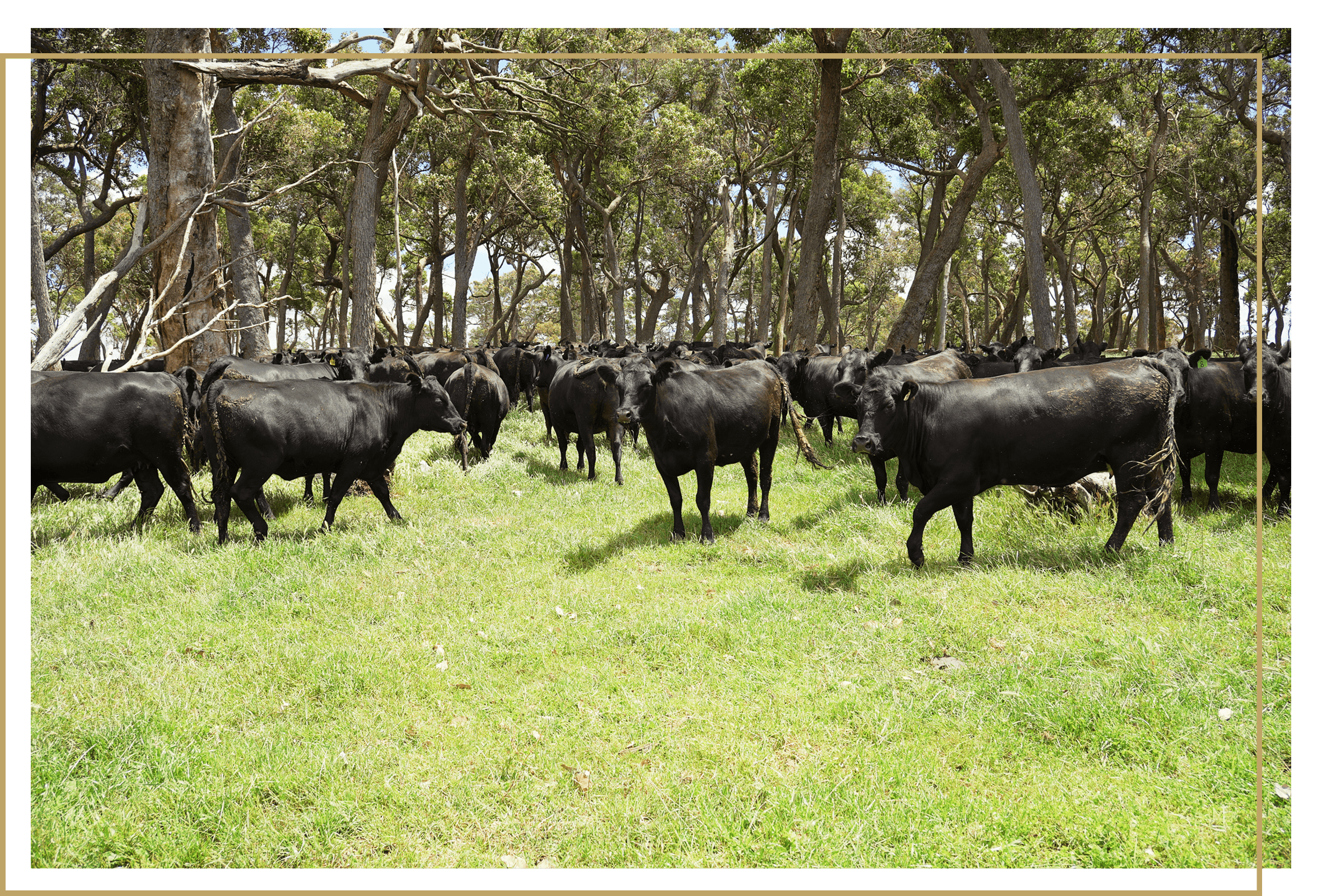 grazed-valley-grass-fed-beef